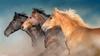 AliExpress venta caliente tres caballos caballo corriendo lienzo colgante pintura pintura en spray HD pintura decorativa núcleo de pintura