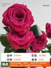 Planta de Maceta Balcón de Jugo Rosa con Flores y Capullos para Balcón y Jardín, Planta de Floración Grande, Planta de Rosa de Floración Reblooming
