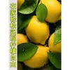 Planta de Limonero en Maceta con Fruta Comestible Planta Verde Alta para Sala de Estar Planta Grande Interior Balcón Perenne Todo el Año