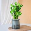 Planta de Bambu Rica para Interior, Ornamento de Planta Verde de Mesa com Crescimento Constante, Fácil de Cuidar, Flor de Crescimento Passo a Passo para Escritório e Sala de Estar Planta em Vaso