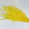 Hierba de Amor Blanqueada Flor Inmortal Hierba de Amor Blanqueada Ramo Seco Material Base Yunnan Venta Directa Ramo Pequeño Amazon