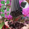 Clipe de Fixação de Plantas Suporte para Flor de Orquídea Borboleta Suporte de Clipe para Orquídea Haste de Suporte Plantas Trepadeiras Arame de Ferro Especial Curvável Horticultura