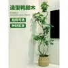 Planta Grande de Madera Pata de Pato en Maceta para Interior para Purificación del Aire, Adecuada para Dormitorio y Sala de Estar, Perenne Todo el Año, Planta Verde de Moda