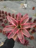 Paquete Combinado de Bromelias Set Grande Mediano Pequeño Madera Flotante de Selva Paisajismo Acuático Micro Paisaje Planta de Aire Otro