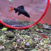 Tiburón Negro de Cola Roja Pez Tropical de Agua Dulce Herramienta Potente para Eliminar Algas y Comer Musgo Carroñero Arena Arcoíris Tiburón Rosa Vivo