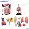 Rompecabezas de anatomía humana 4D MASTER, modelo DIY ensamblado, juguetes científicos populares, color oral, cráneo, piel, músculo