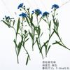 Flores secas reais com galhos de folhas de bola de neve perfumadas, adesivos, espécimes de plantas, abajur de mesa em relevo, capa de celular, marcador de página