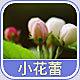 3550 - 小花蕾香精