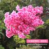 Rama de Flor de Cerezo Simulada Árbol de Flor de Cerezo Decoración de Boda de Plástico Flor de Durazno Flor de Pera Flor Artificial de Piso a Techo para Sala de Estar Ratán