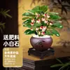 Planta en Maceta Árbol Bodhi con Fruta Bonsái Planta de Interior para Oficina Decoración de Escritorio Planta Verde Zen China