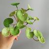 Simulação de planta de cola macia folha de cobre novo modelo chinês decoração de sala de casa flor de aromaterapia planta verde pendurado na parede