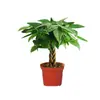 Árbol de la Fortuna Trenzado Planta Pequeña en Maceta Bonsái Escritorio Oficina Planta Verde Tolerante a la Sombra Planta Hidropónica