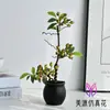 Flores Artificiales, Bonsái de Bayas Artificiales de Alta Gama, Flores Artificiales Suministradas Directamente por Fabricantes, Muebles para el Hogar Modernos y Creativos, Plantas Artificiales en Maceta