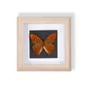 Especímenes de Mariposas Reales Raros y Preciosos (Mariposa Pavo Real) en un Marco, Decoración Moderna de Madera para el Hogar, Decoración Creativa de Mesa