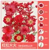 Paquete de Materiales DIY de Flores Secas Flores Prensadas Hechas a Mano Flores Conservadas Marcadores de Libros de Flores Prensadas Hojas de Árbol Real Plantas Pegatinas de Resina Maquillaje Facial