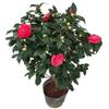 Dropshipping Xiangfei Camelia Camelia en maceta Plántulas de camelia Florales de interior Fáciles de cultivar Todo el año Camelia Fácil de vivir y florecer