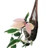 Flor Folha Bola Orquídea Rosa Variegada Bola Borda Dourada Flores Plantas Verdes Varanda Pendurar Trepadeira Plantas Floridas Plantas em Vasos Interior