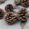 Pinhão natural de Natal 3-18cm decoração de pinhão natural pingente de árvore de Natal fabricantes de acessórios de madeira atacado