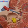 Riñón Humano, Estructura Visceral, Modelo de Amplificación de Anatomía de Riñón y Glándula, Sistema Urinario Reproductivo, Sujeto Masculino, Ciencia Urinaria