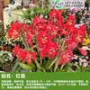 Drop Shipping Importado Duplo-Pétala Amarílis Bulbos Florais Interior e Exterior Vasos Quatro Estações Plantas Pátio Varanda com Flores
