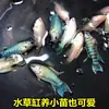 Pez Betta Chino Pez de Agua Fría Cola de Forca Común Fácil de Criar Pez Ornamental Cola de Forca Azul Fuego Australiano No Necesita Cambiar el Agua Alevín de Pez Betta Chino Cola de Forca Común Gigante
