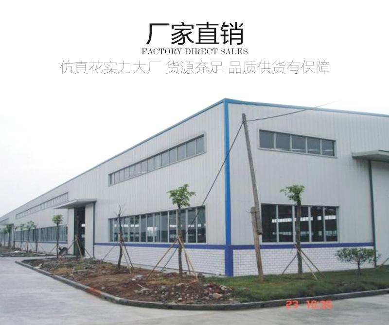 跳舞兰详情_22