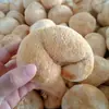 Cogumelos Secos Hericium Erinaceus, Delicadezas da Montanha de Yunnan, 500g, Podem Ser Moídos em Pó, Nutrem o Estômago e Podem Ser Usados como Ingredientes para Sopa, Adequado para Uso Doméstico