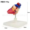 Modelo de anatomia do coração J33208 natural grande Instrumento de Ensino 1:1 Modelo de Ensino de Anatomia do Coração Humano