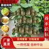 Venta al por mayor de plántulas de kiwi, plántulas de kiwi jujuba suave Corazón Rojo, Xu Xiang injertado para plantar en jardines del norte y del sur