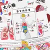 Conoce los Órganos con Polaroids27 tarjetas que muestran las estructuras de los órganos internos humanos para ayudarte a cuidar tu salud