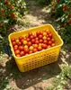 Directo del fabricante: Canasta de frutas con tapa y broche, con bayas, tomate cherry, fresa, longan y cereza, capacidad para 3 jin