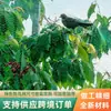Malla Antipalomas para Árboles Frutales, Malla Antipalomas Reforzada Antienvejecimiento para Cerezas y Uvas en Invernadero, Malla de Protección para Campos Agrícolas y Estanques de Peces en Stock