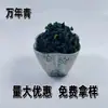 Fornecedor Fabrica Folhas de Vegetais Verdes Desidratadas, Pacotes de Vegetais para Macarrão Instantâneo, Folhas de Azeitona Secas, Folhas de Vegetais Verdes Desidratadas
