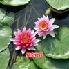 Plántulas de Flor de Loto, Plántulas de Loto, Lotos Ornamentales Mini de Estanque Criados en Agua en Maceta, Plantación Hidropónica de Raíz de Loto en Todas las Estaciones, Fácil de Cultivar