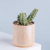 Maceta de cerámica con suculentas artificiales para decoración de jardín, personalizada, para oficina, sala de estar y escritorio, venta al por mayor de fábrica