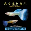 Guppies de Raça Pura, Peixes Ornamentais de Água Doce Pequenos, Peixes Tropicais Fáceis de Criar, Peixes Vivos, Peixes Limpadores, Kinguios Zebra, Peixes Pequenos, Alevinos