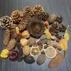 Fruta Fixa Natural Planta Fruta Casca Espécime Material Decoração Flores Secas Fatias Jardim de Infância DIY Pacote de Material de Natal