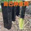 Funda Parasol de Ajo y Cebollín, Herramienta de Plantación para el Hogar, Tubo de Plantación para Jardinería en Balcón, Funda Protectora de Ajo para el Hogar