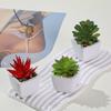 Inverno Mang Mini Simulação Suculenta em Vaso Pequeno Bonsai Bacia Cerâmica Quadrada Decoração de Casa Sala de Estar Interna Mesa