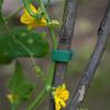 Fio de Amarração Autoadesivo para Jardinagem de Plantas Verdes Cinta de Amarração para Plantas Cinta de Amarração de Velcro Verde para Trepadeiras Fixação de Plantas Flor
