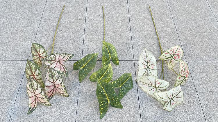 IMG_E0526 5叉彩色芋叶.JPG