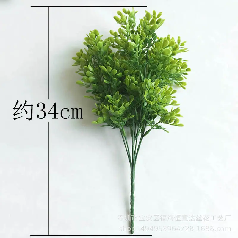 罗汉松