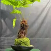 Bola de Musgo Hidropónico Planta Verde de Escritorio para Interiores Planta Perenne Mini Pequeña Maceta Musgo Planta de Jade Bonsái