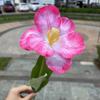 Comercio exterior tulipán azul fabricantes flor grande solapa tulipán blanco boda suave toma de casa flores artificiales al por mayor