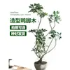 Planta Grande de Madera Pata de Pato en Maceta para Interior para Purificación del Aire, Adecuada para Dormitorio y Sala de Estar, Perenne Todo el Año, Planta Verde de Moda