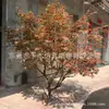 Árvore de bordo vermelho em FRP artificial atacado Árvore modelo de bordo vermelho árvore de bordo decorativa grande fábrica de figueiras vendas diretas