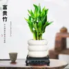 Bambu da Sorte Bambu Lótus Planta em Vaso Planta de Interior para Escritório Passo a Passo Bambu Alto Micro Paisagem Planta Verde de Mesa Bonsai Fácil de Cuidar