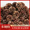 Óleo de pinho americano pinho pinho local pinho de abeto pinho lariço 1-15CM pinha flor seca decoração DIY atacado