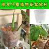 Plántulas Plántulas Vasos Nutritivos Plantas de Plántula Dendrobium Flores en Maceta Orquídeas Plantación Nutritiva Plástico Phalaenopsis Transparente