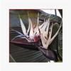 Oferta Especial Plantas y Flores Verdes Grandes de Interior, Plantas en Maceta Ave del Paraíso, Strelitzia Regina Plantas Verdes Ornamentales para el Hogar Bonsái